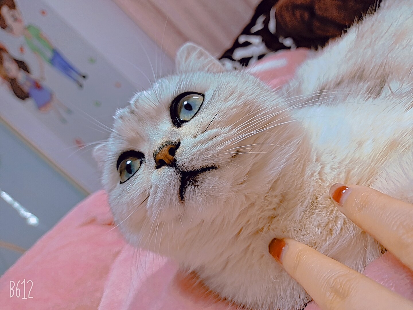 砖红色的风尾丝兰