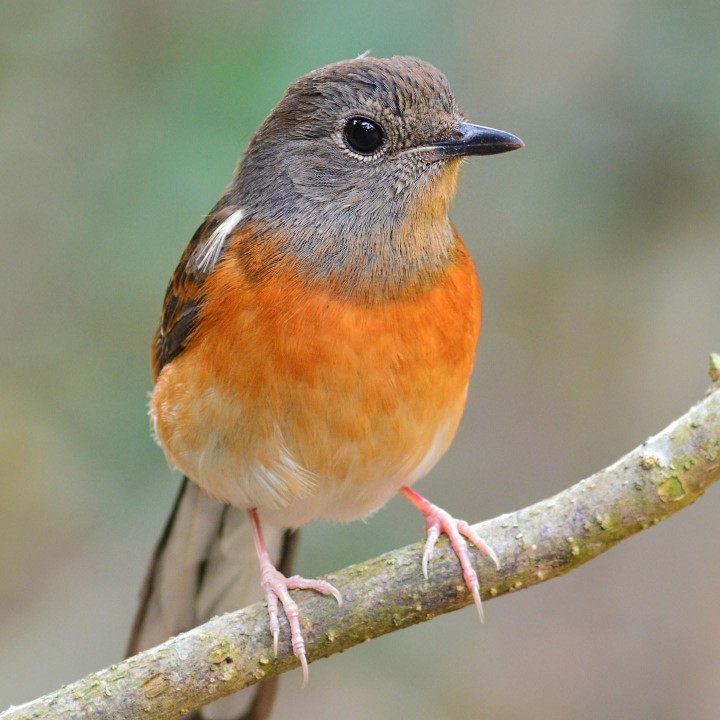 会挽雕弓如满月