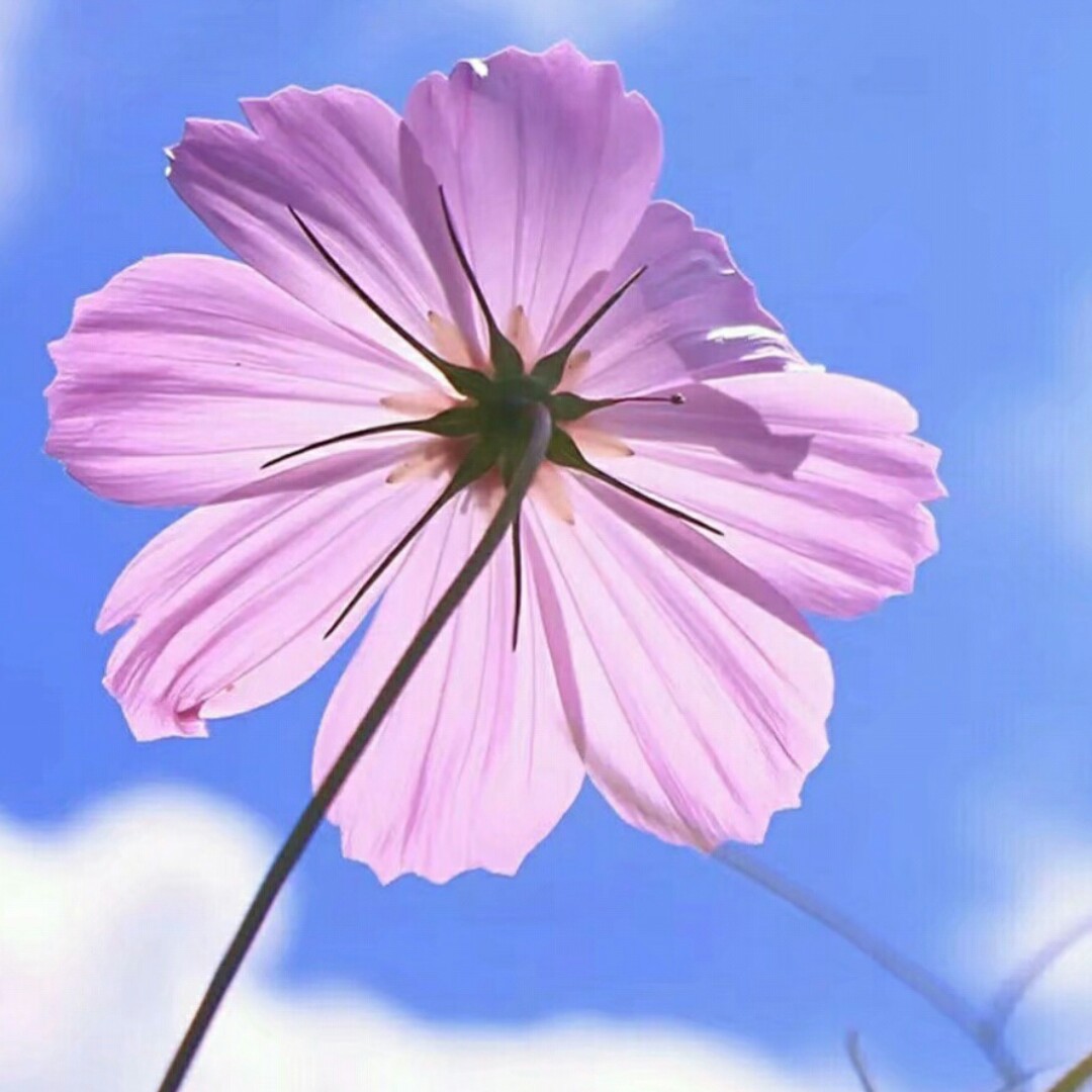 天边的格桑梅朵