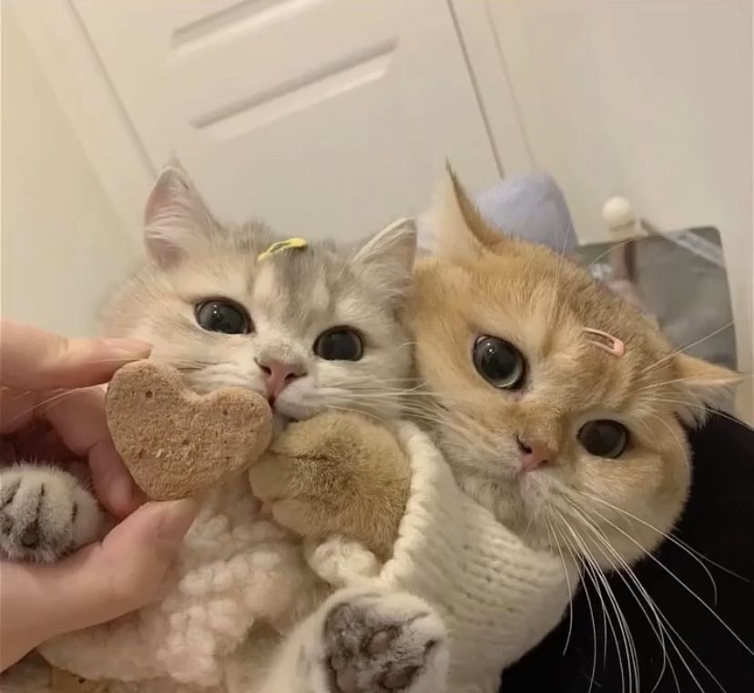 我的猫咪小可爱