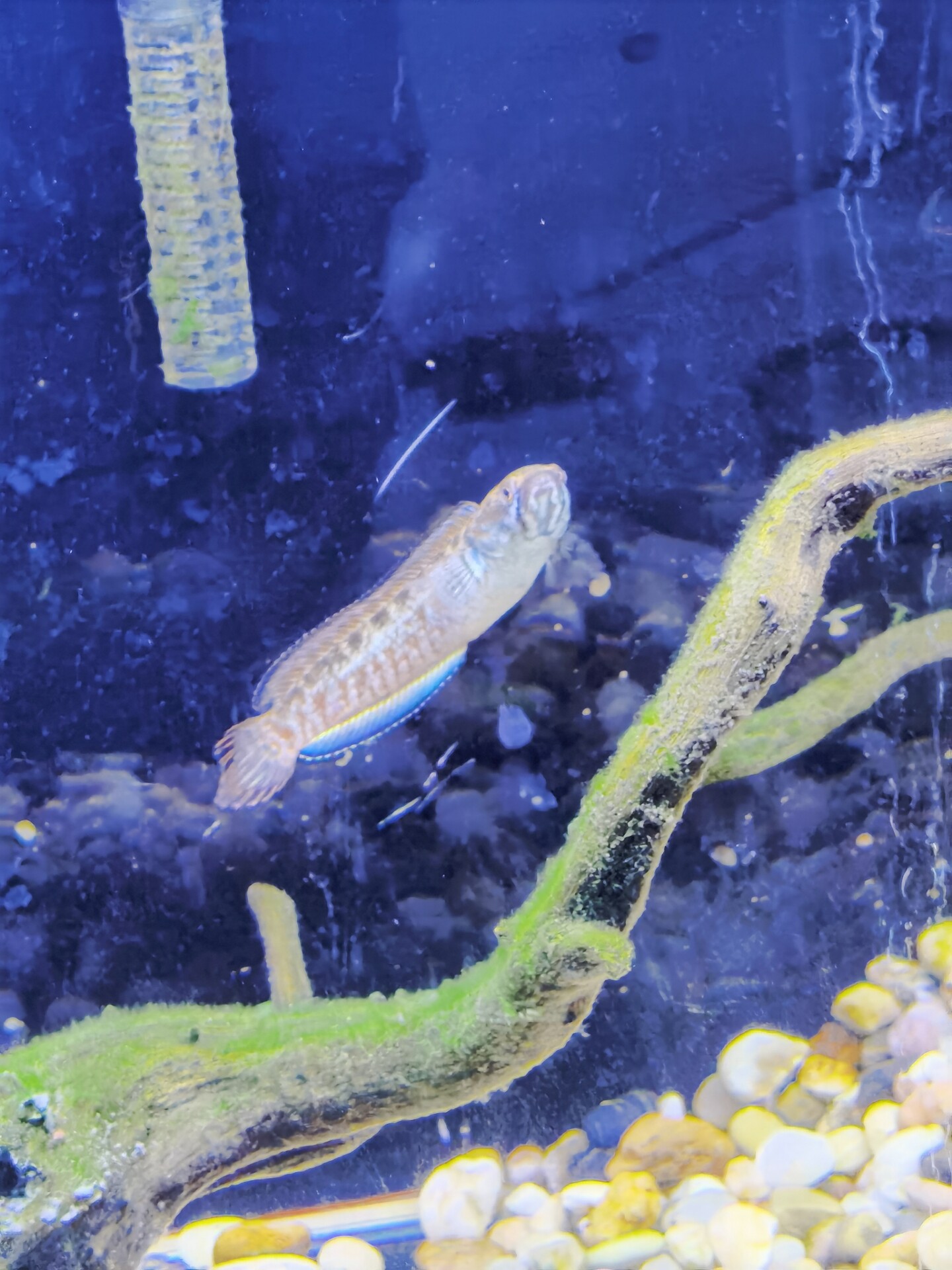 爱吃蚝油肉松的勇者