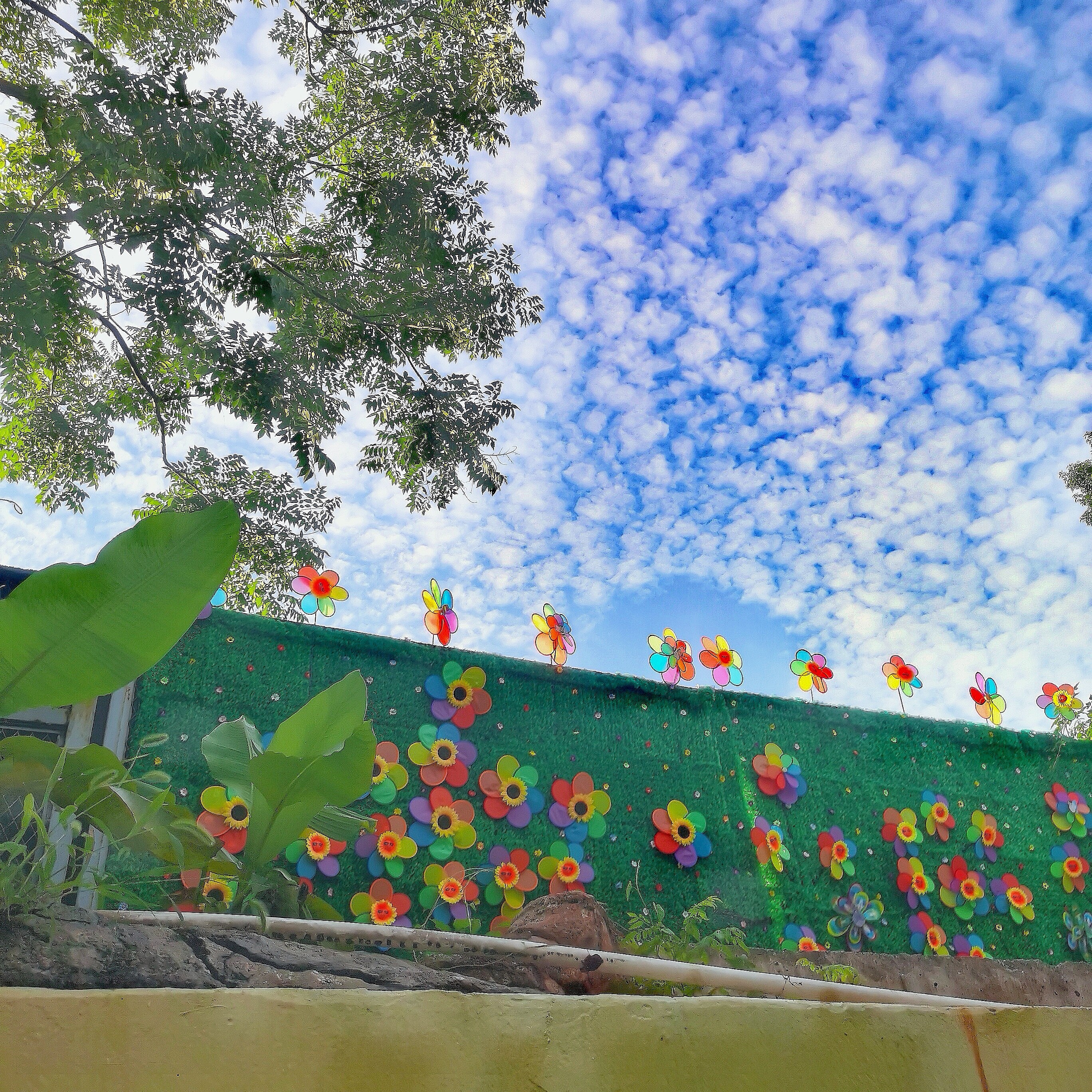 爱吃青椒牛腩的芝士