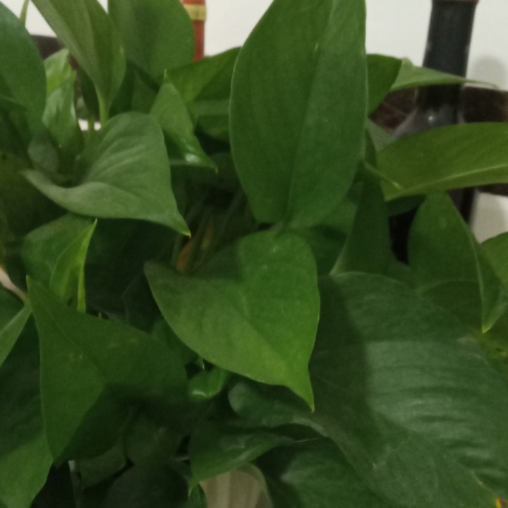 蓝瘦香菇狼盘友。