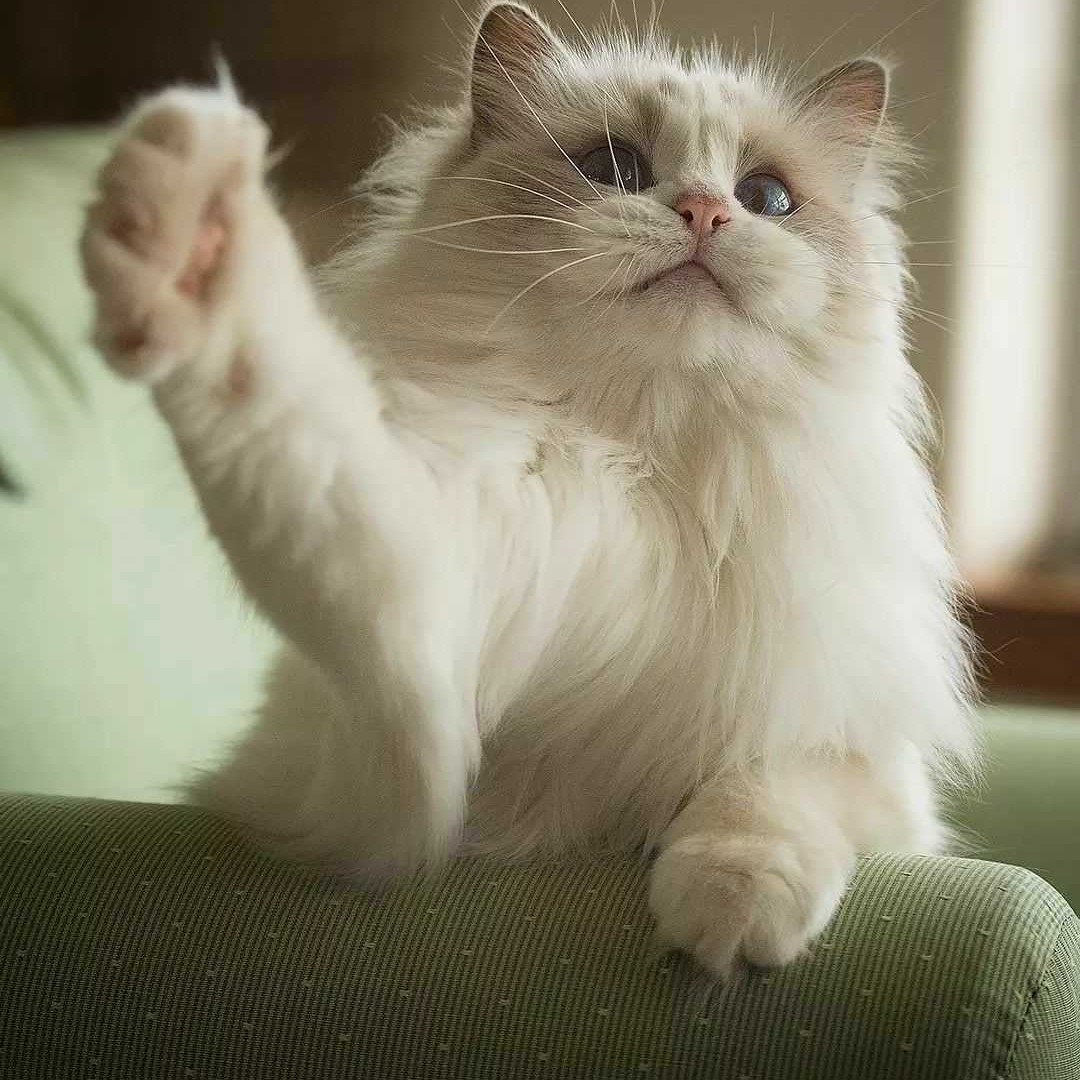 中华名药王不留