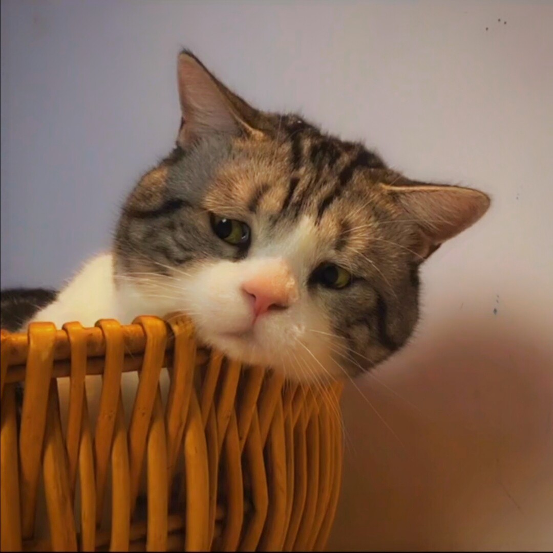 慕尼黑机灵的面鱼