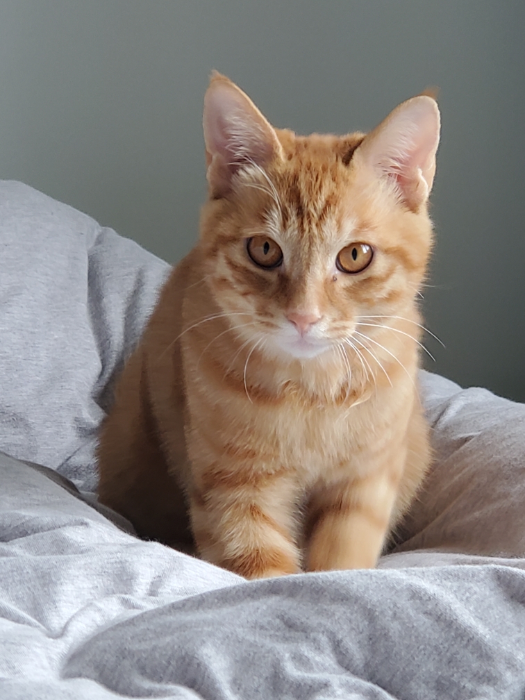 足球城多话的青蒿