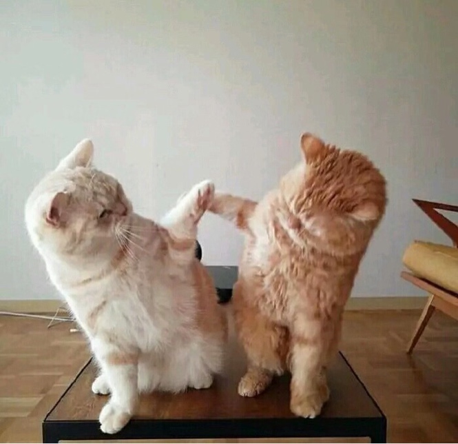 桃红色的武夷水仙