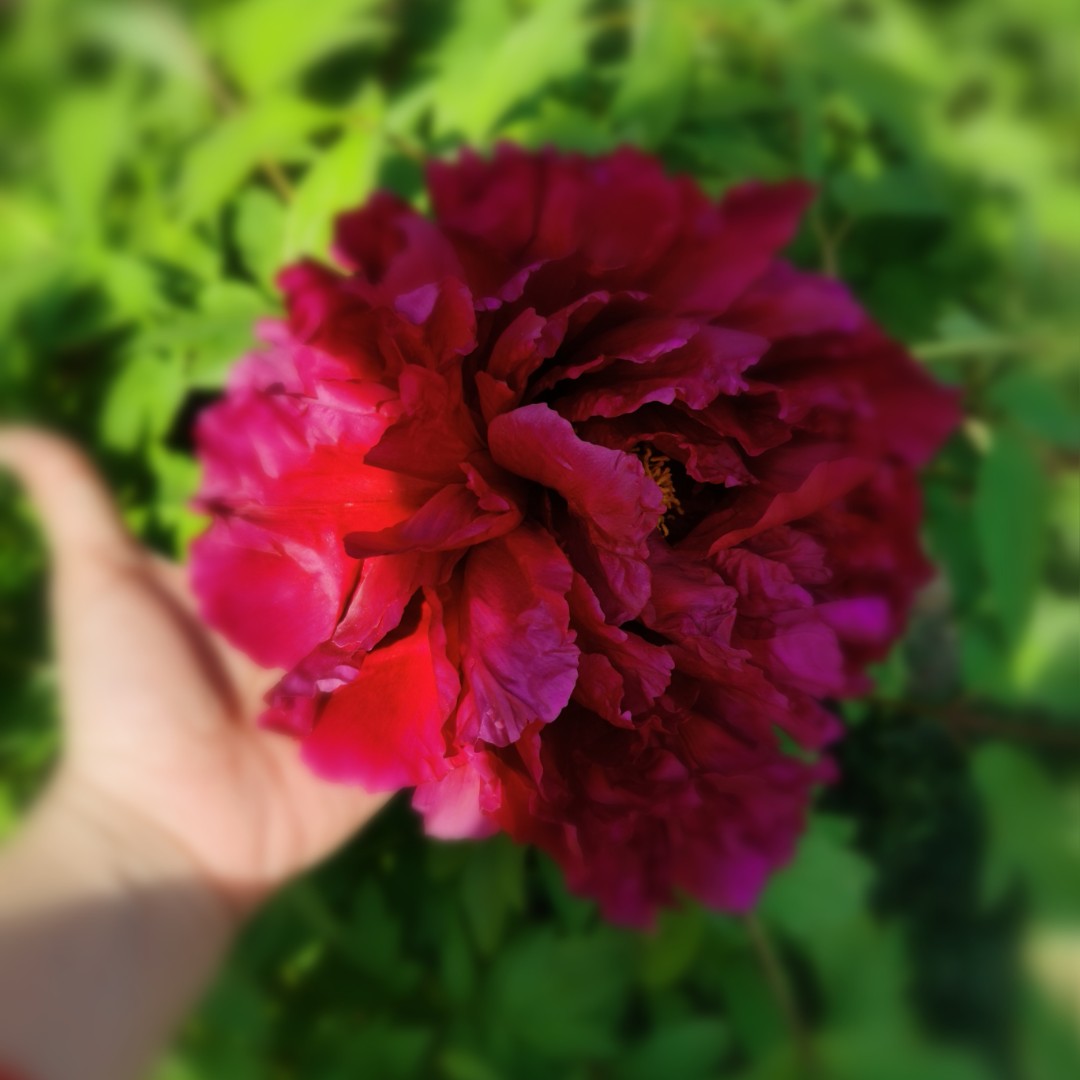 七星大厨的彩虹糖123