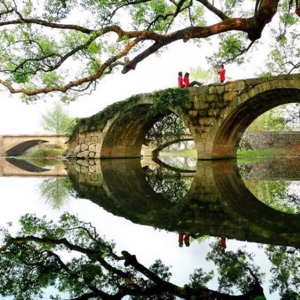 风中的百合花66