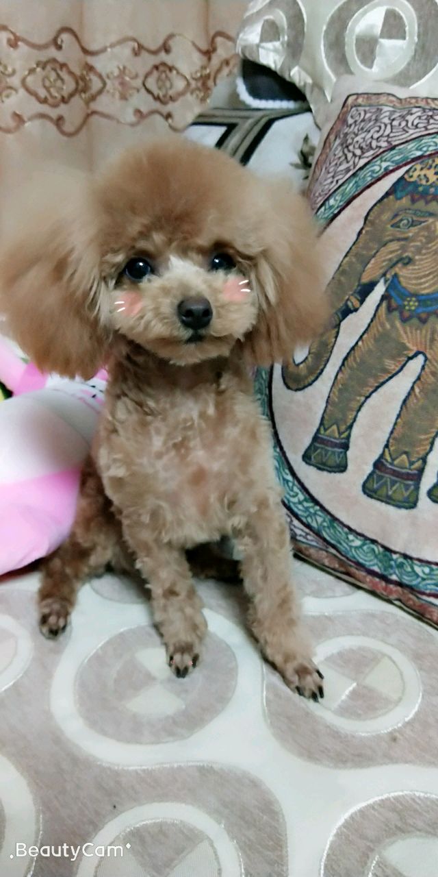 豆豆宝宝小泰迪