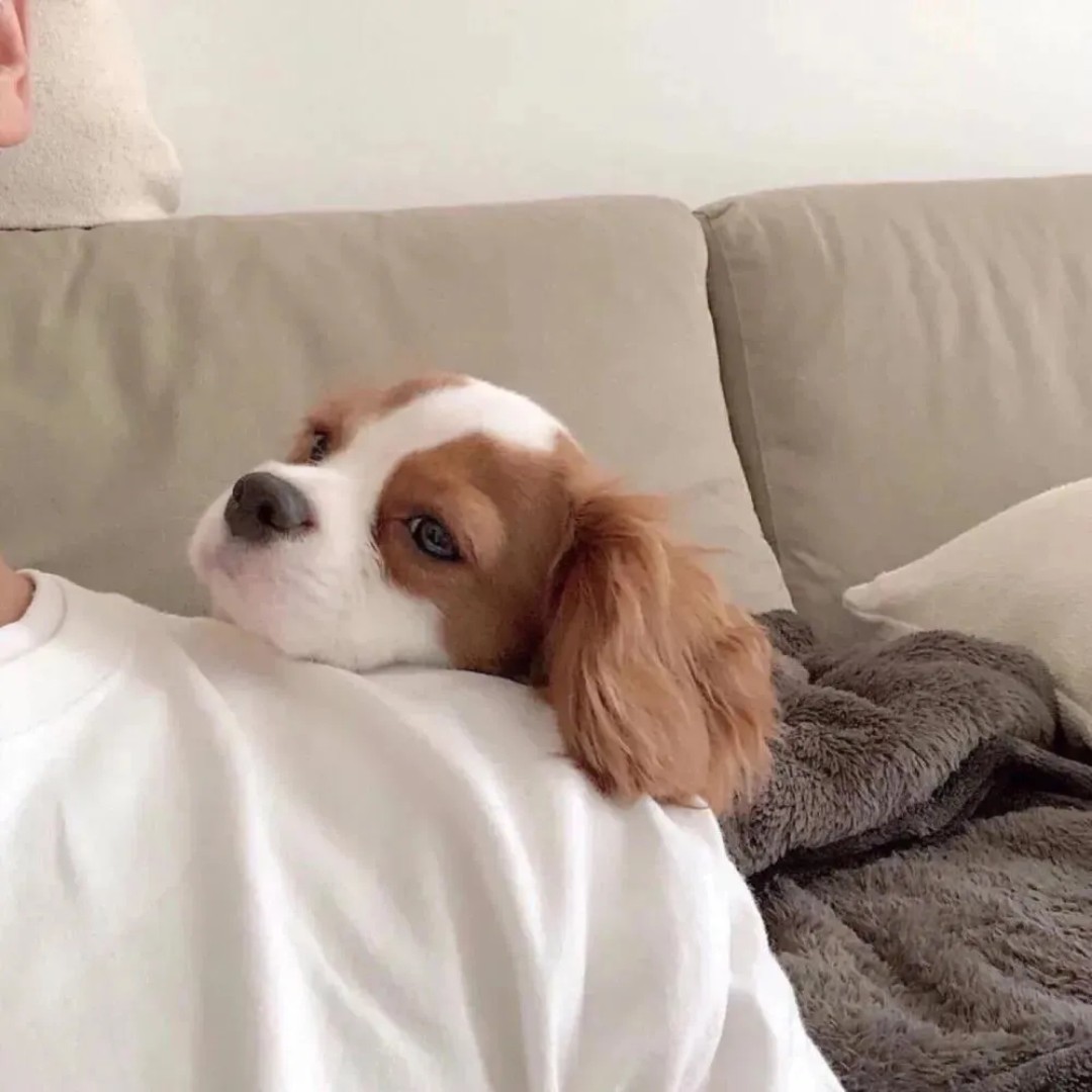 暗红色的苏里南苦樱桃