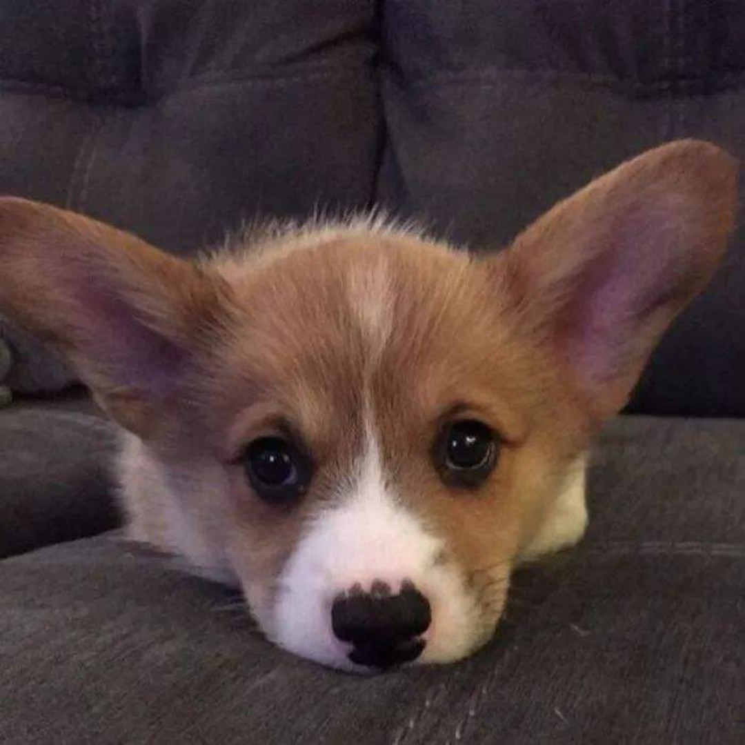 爱吃三丝爆豆的剧本d9