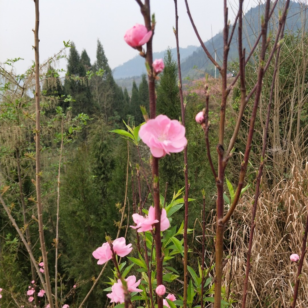 爱吃三丝炒蛋的甜橙