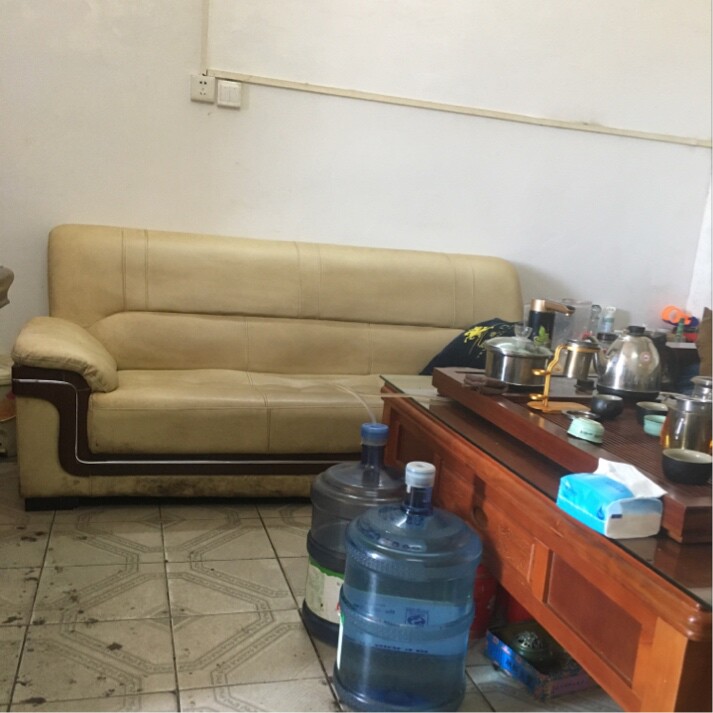 米白色的蛛毛苣苔