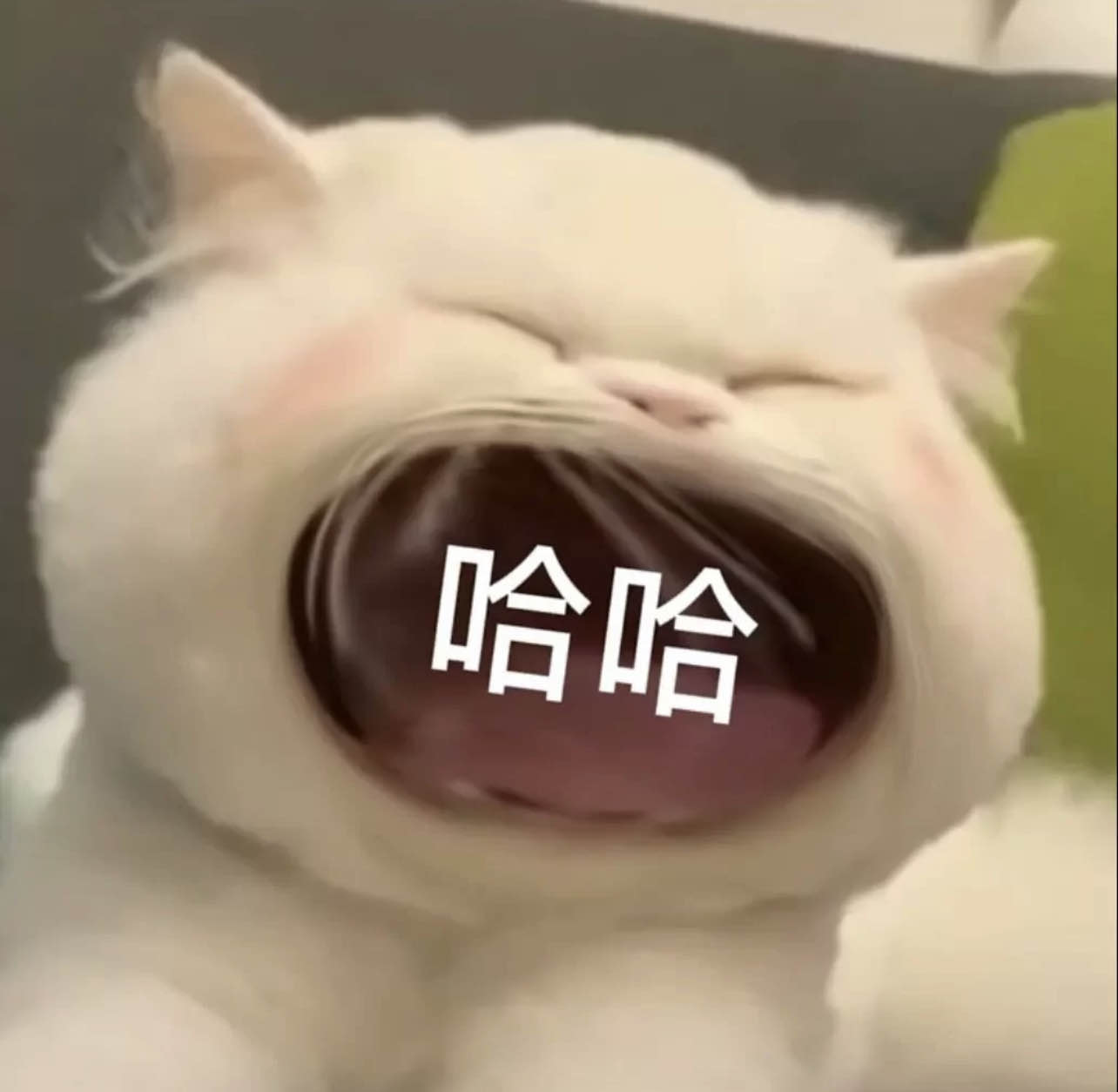 莎莎炸毛了