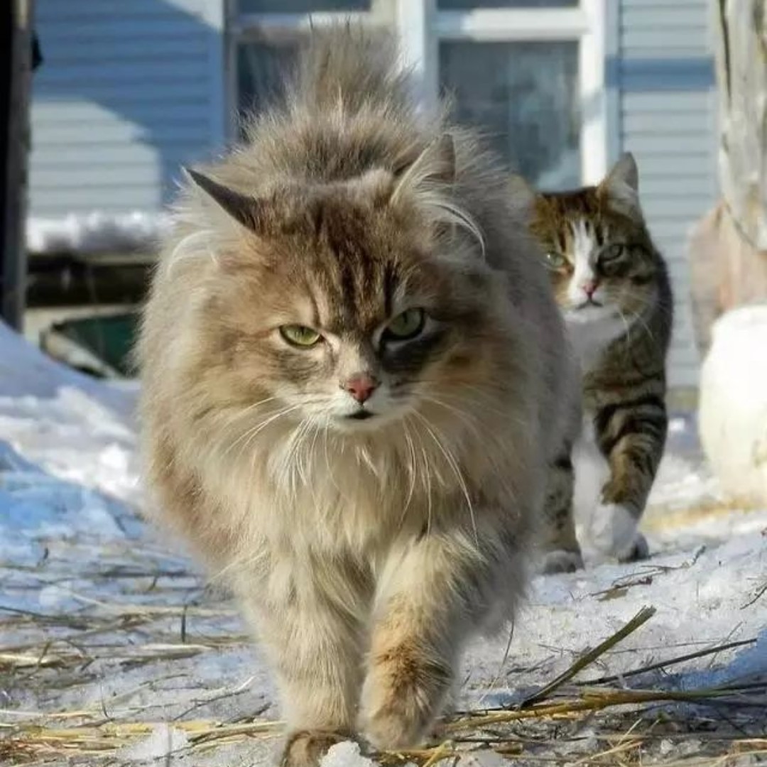 霸气的猫猫你怕吗