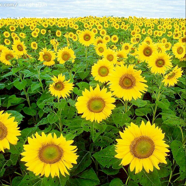 向日葵的微笑￥