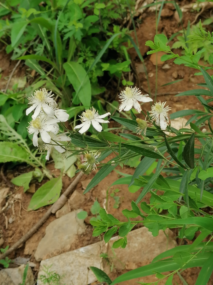 雅加达勤劳的豌豆