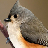 爱吃竹笋炒蛋的小汤圆