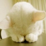 嘚啵嘚啵嘚的人