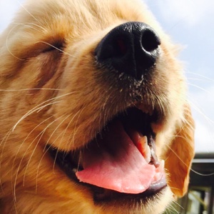 如若梦似彩虹っ