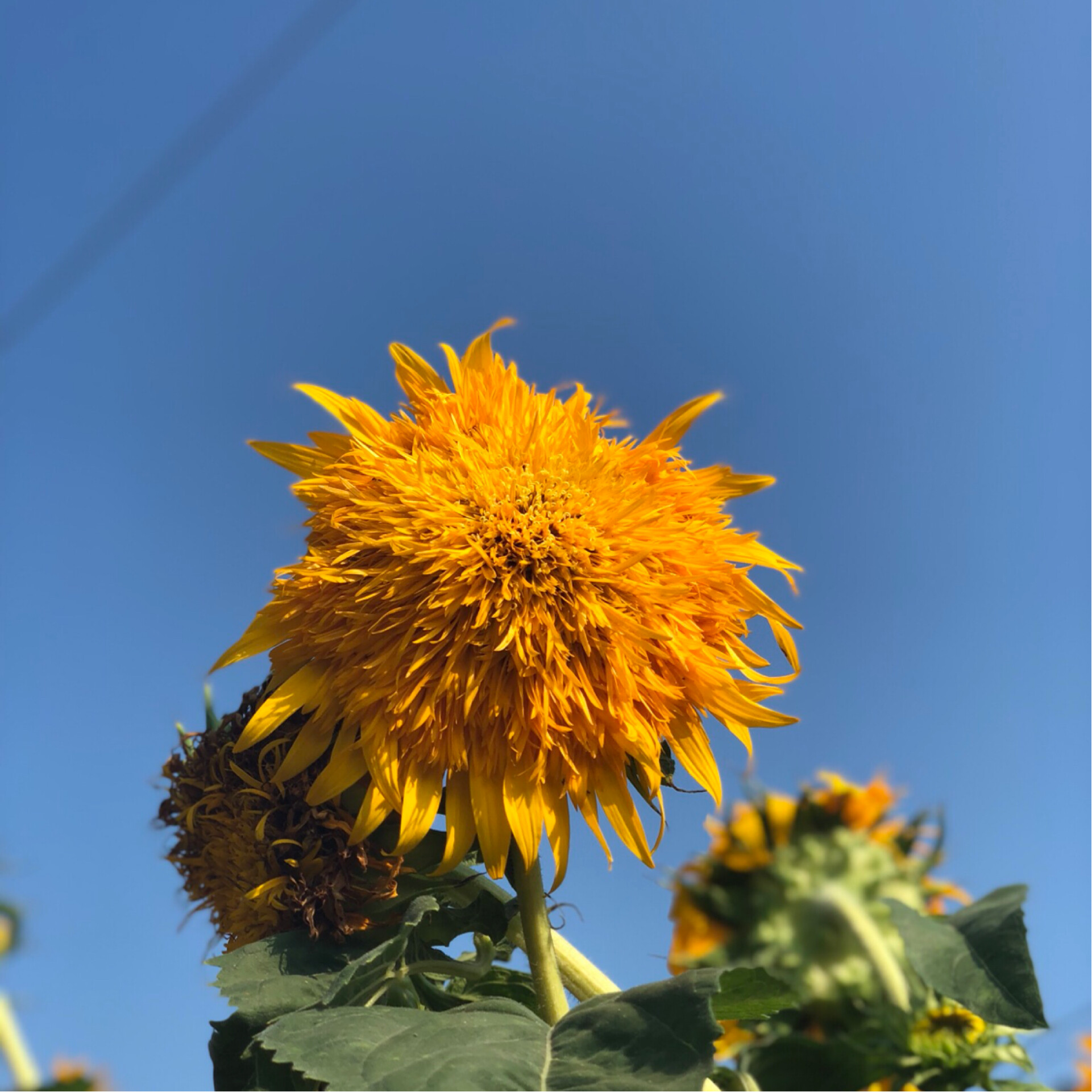 有才华的羊肉卷16