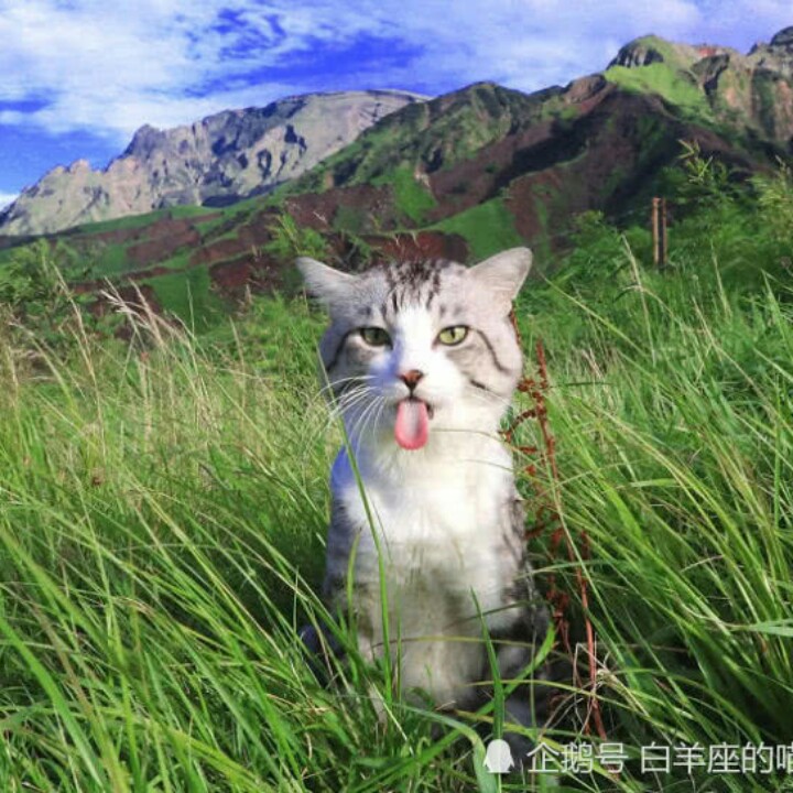 本白色的西洋南瓜97