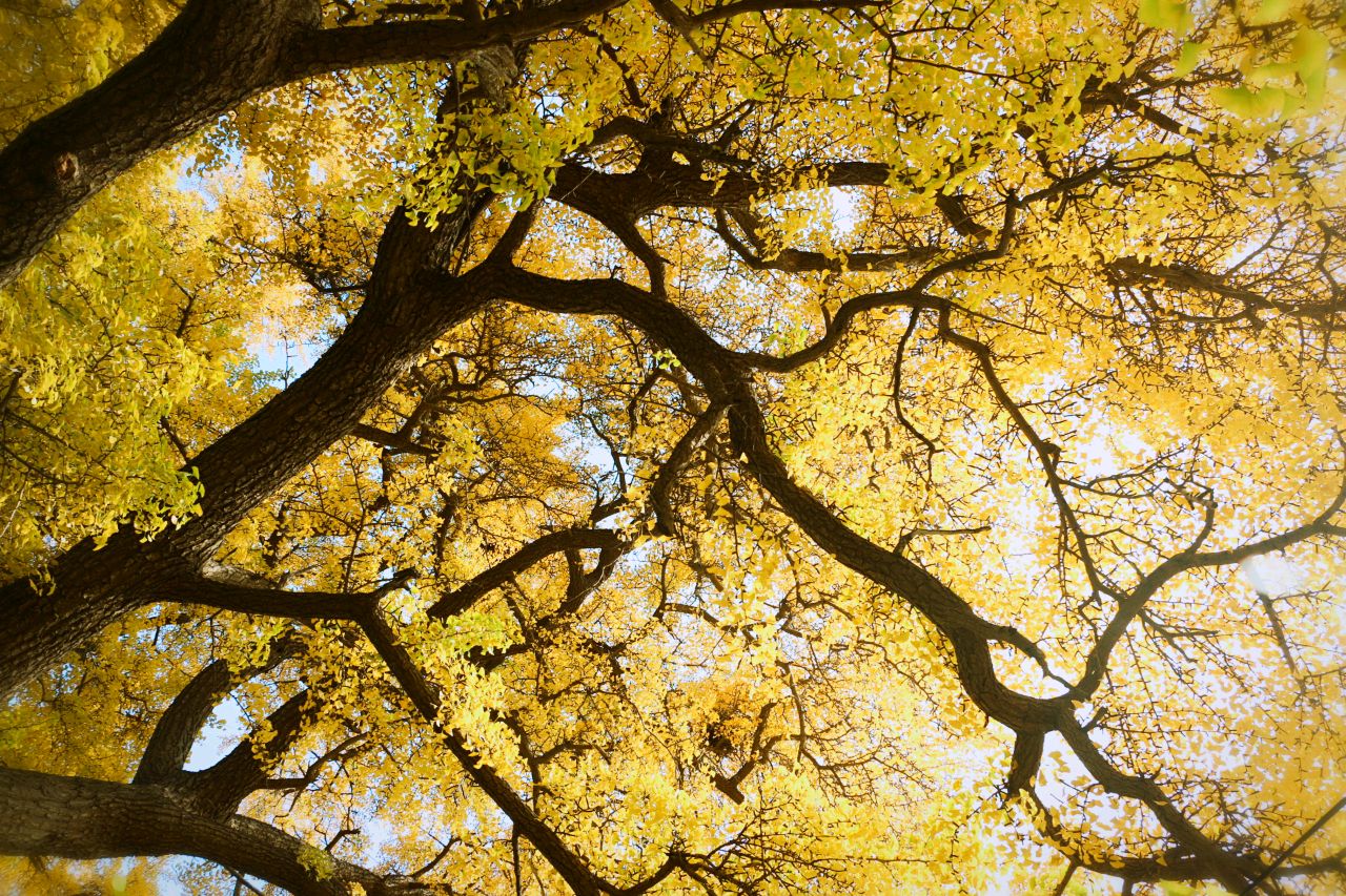 Dirk挥霍不起的青春