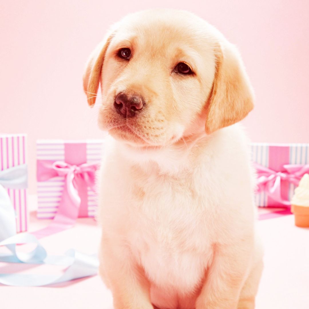 醉美人间奶茶王子