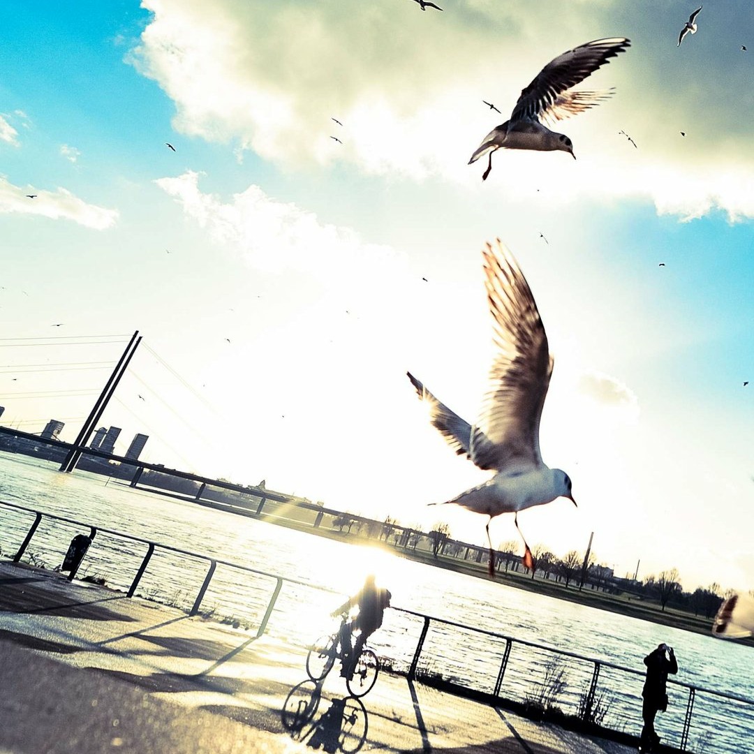 西北深沉的蜜饯