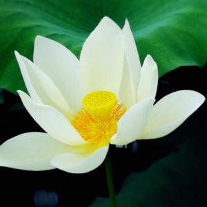 一念心清净，莲花处处开。