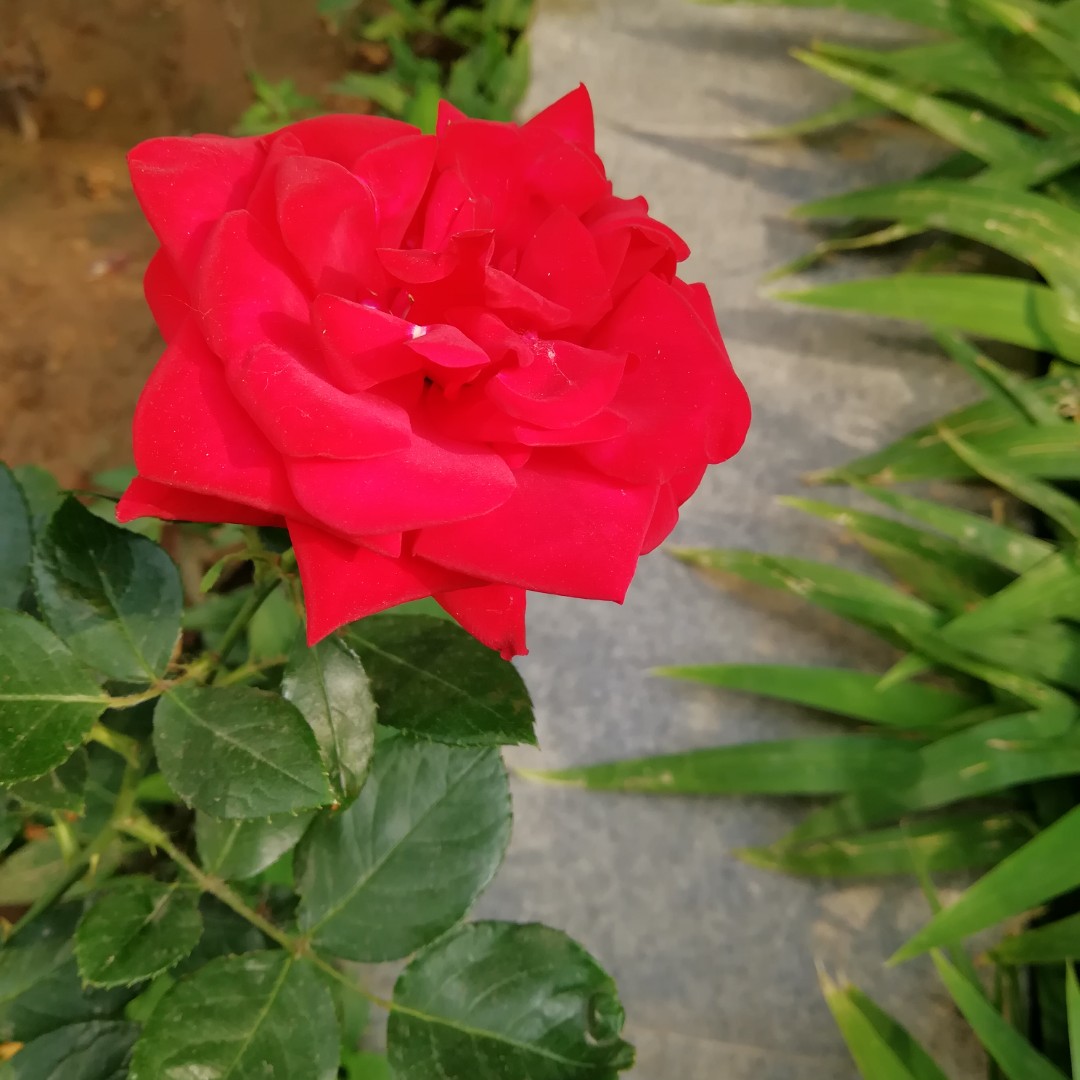 我的中国心猪猪