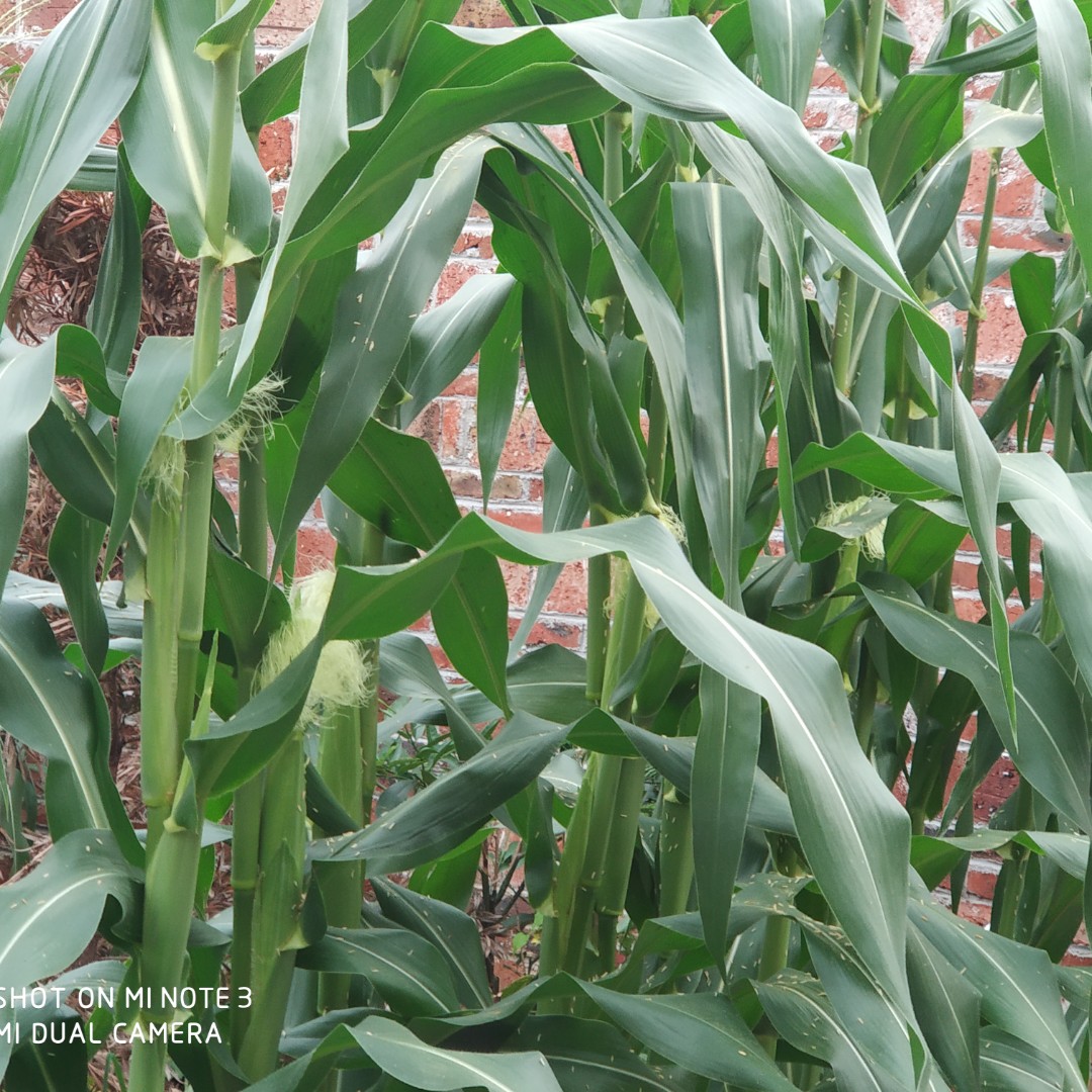 珍珍薯片好味道