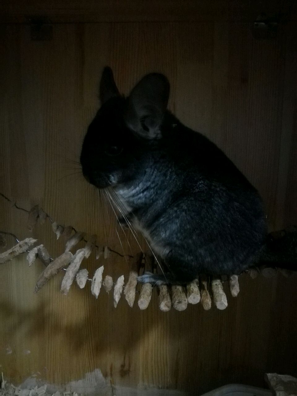 耀变帅小猫咪86