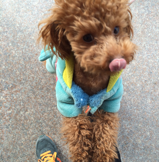 闲淡超人不会飞