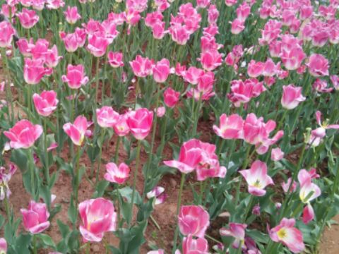 爱吃时蔬肉丁的绅士