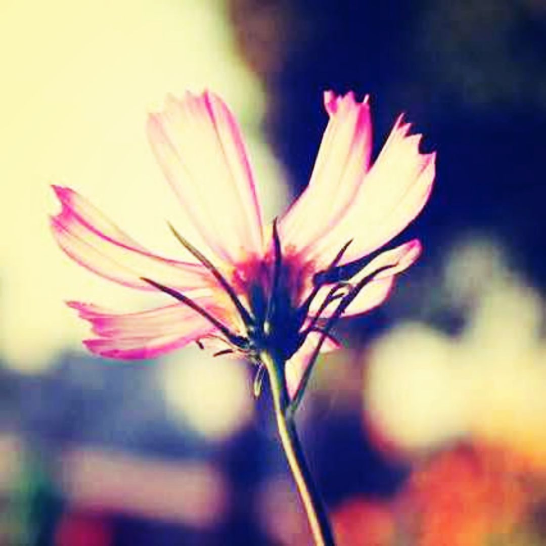 爱吃闷烧冬瓜的茶座