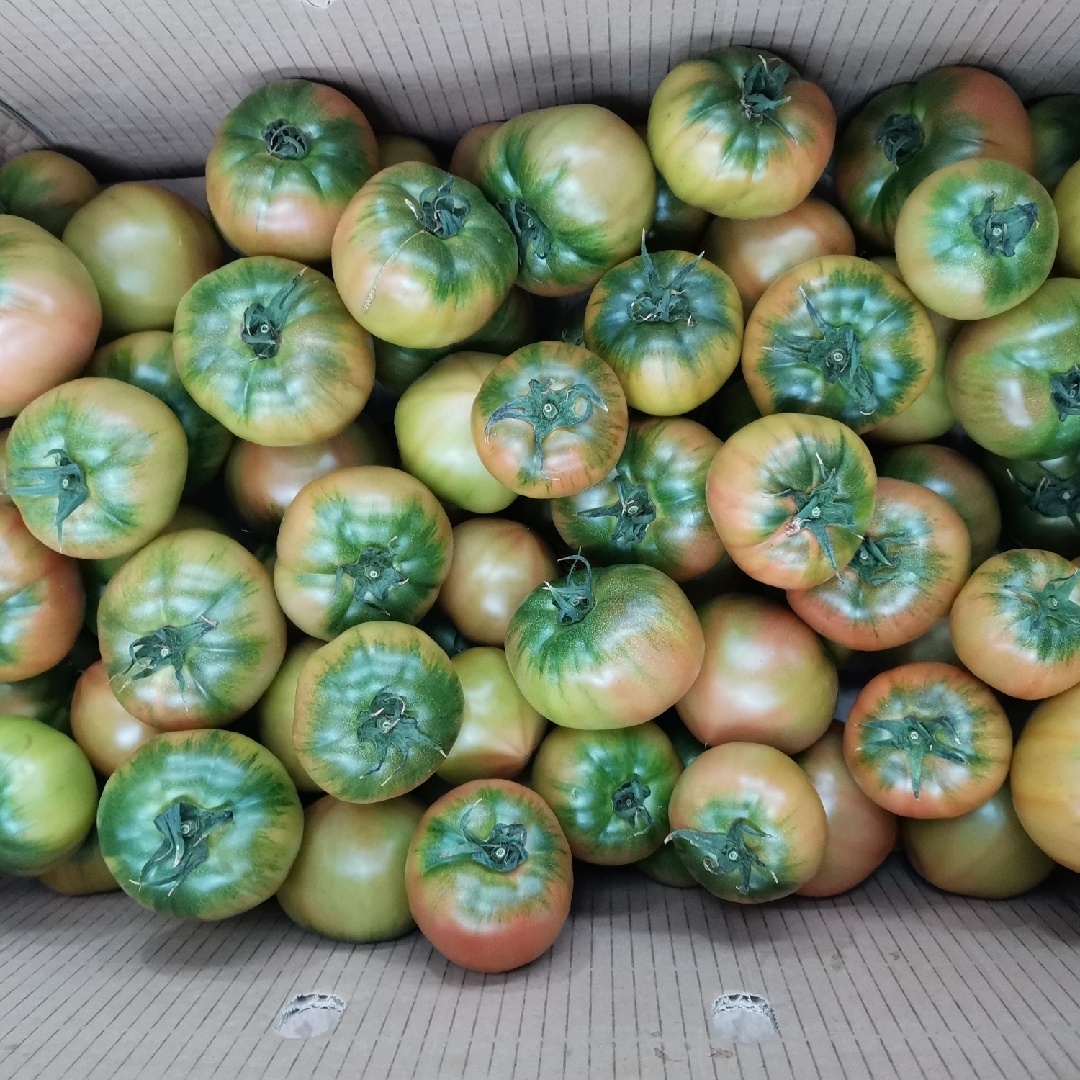 丹东铁皮柿子供应链