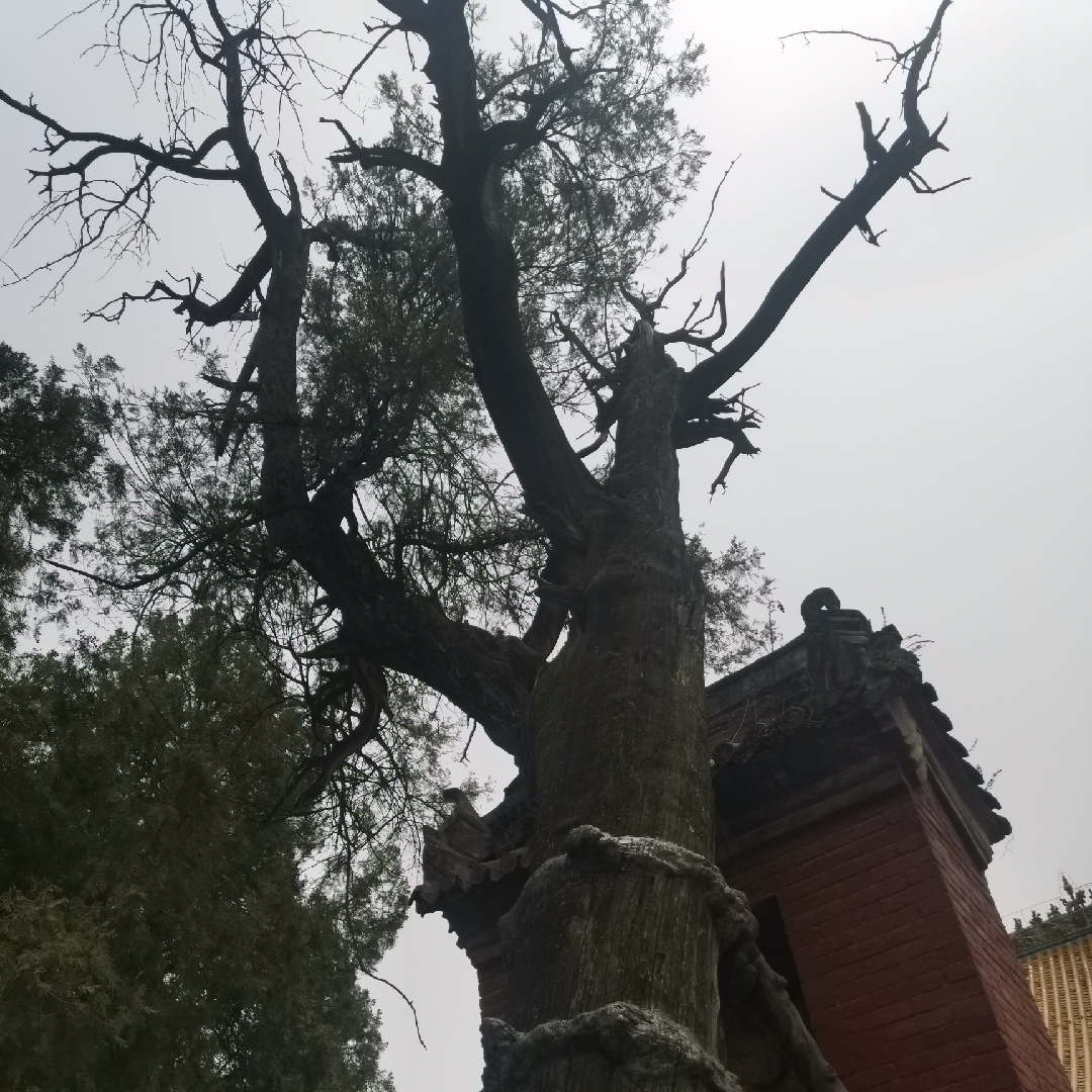 雕栏玉砌应犹在