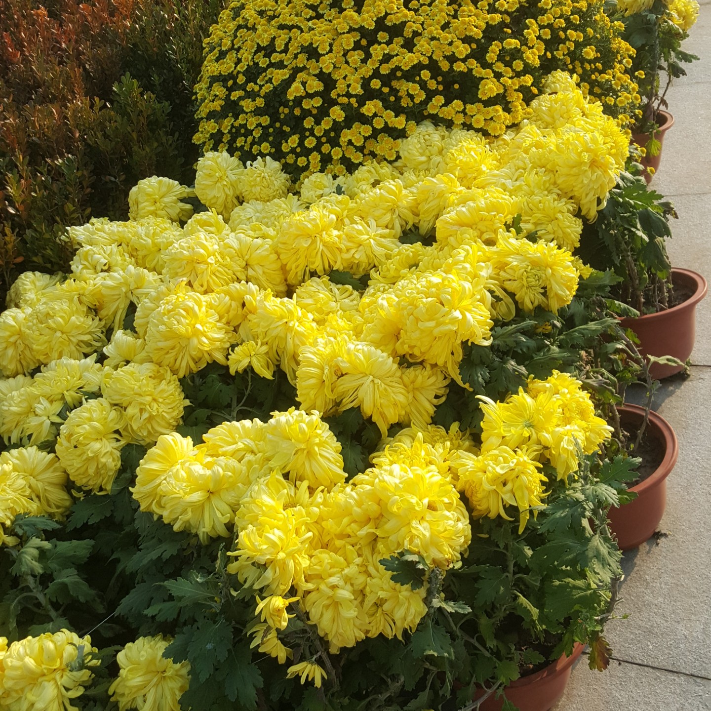 爱吃记忆面包的夏莉85