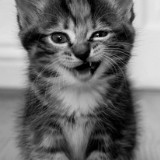 不喝咖啡的两脚猴