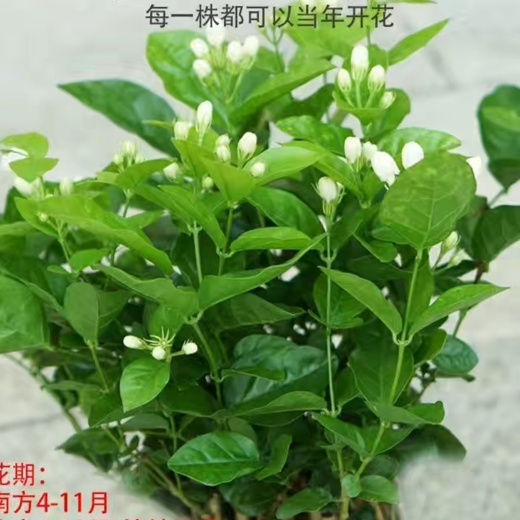 深红的七个泉组