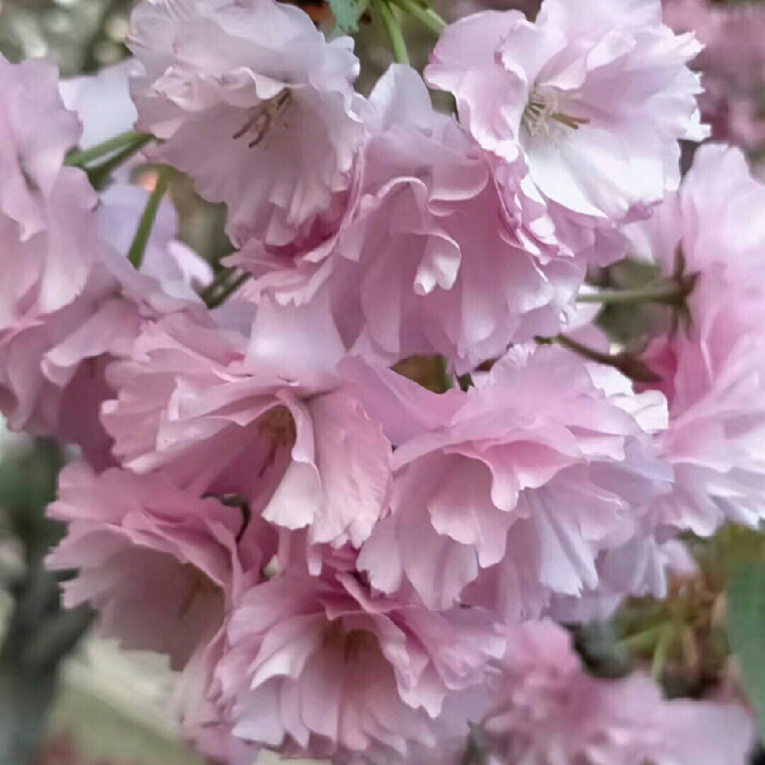 双华余生安好zw