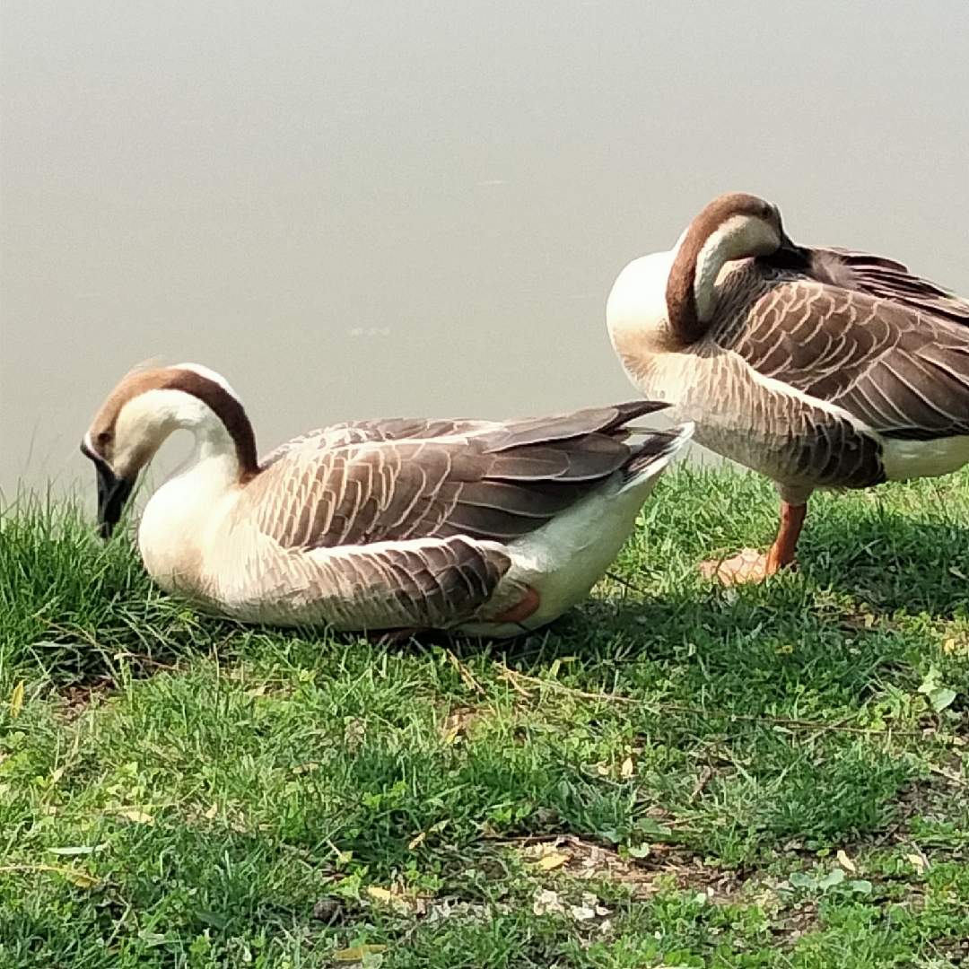 爱吃哑巴辣椒的小丸子