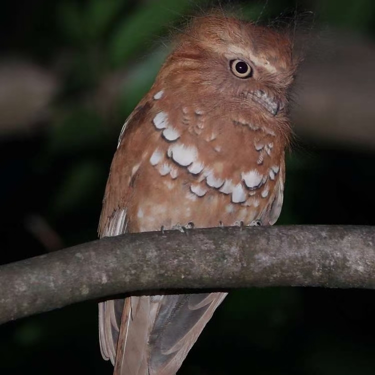 爱吃扒三文鱼的多多