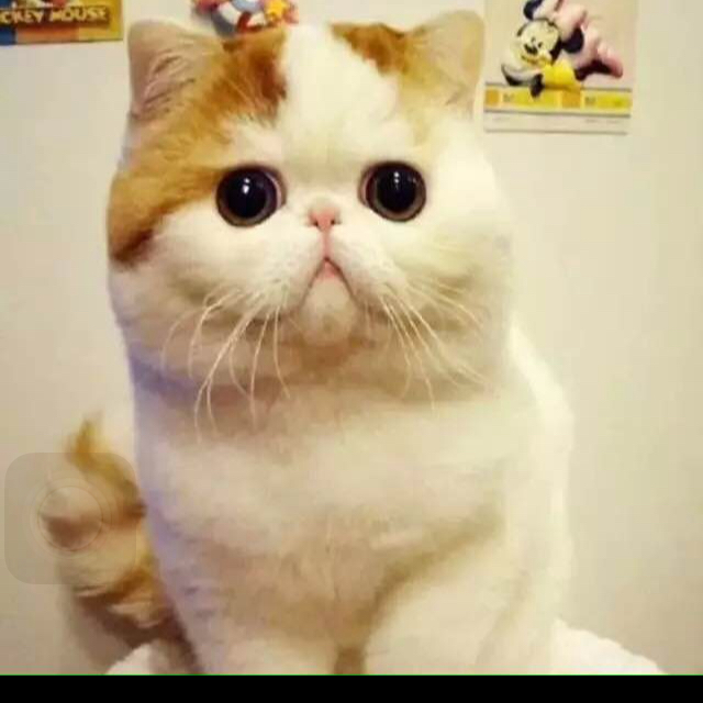 爱吃三丝鱼卷的白云61