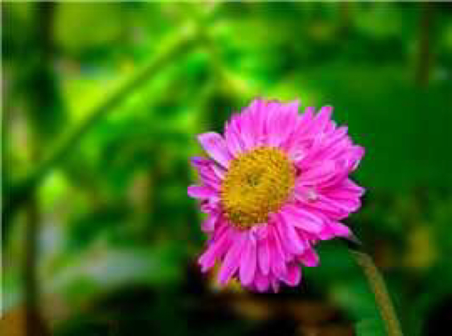 木秀于林，大隐于市