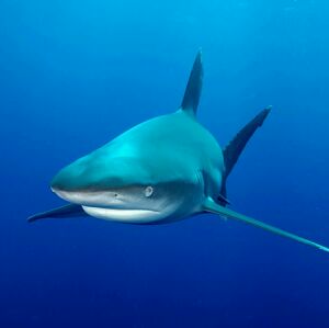 我抢宝贝20117998