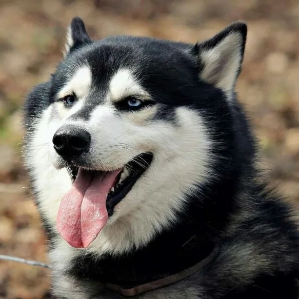 走向成功的道路