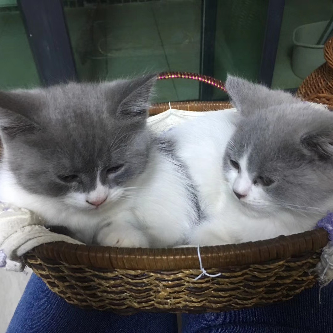 婷子家的点点猫